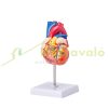 Lifelike human heart model, 2-part 1:1 anatomical heart model with PVC base