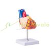 Lifelike human heart model, 2-part 1:1 anatomical heart model with PVC base