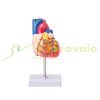 Lifelike human heart model, 2-part 1:1 anatomical heart model with PVC base