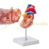 Lifelike human heart model, 2-part 1:1 anatomical heart model with PVC base