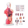 Human Body Model 15-Part 28cm Human Torso Anatomy Model with Removable Organs Teaching Aid 