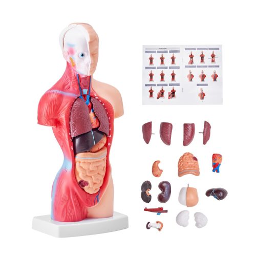 Human Body Model 15-Part 28cm Human Torso Anatomy Model with Removable Organs Teaching Aid 