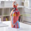 Human Body Model 23 Parts Human Torso Anatomy Model, Unisex Anatomical Skeleton Model with Removable Organs