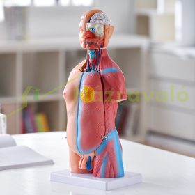   Emberi test modell 23 részes emberi törzs anatómiai modell, unisex anatómiai csontváz modell kivehető szervekkel