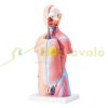 Human Body Model 23 Parts Human Torso Anatomy Model, Unisex Anatomical Skeleton Model with Removable Organs