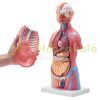 Human Body Model 23 Parts Human Torso Anatomy Model, Unisex Anatomical Skeleton Model with Removable Organs