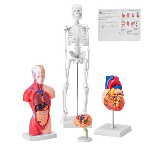 4-part human anatomy model full set of organs detachable human body model