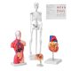 4-part human anatomy model full set of organs detachable human body model