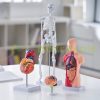 4-part human anatomy model full set of organs detachable human body model