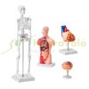 4-part human anatomy model full set of organs detachable human body model