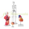 4-part human anatomy model full set of organs detachable human body model