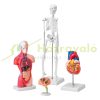 4-part human anatomy model full set of organs detachable human body model