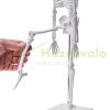 4-part human anatomy model full set of organs detachable human body model