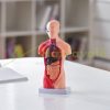 Human Body Model 15-Part 28cm Human Torso Anatomy Model with Removable Organs Teaching Aid 