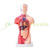 Human Body Model 15-Part 28cm Human Torso Anatomy Model with Removable Organs Teaching Aid 