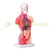 Human Body Model 15-Part 28cm Human Torso Anatomy Model with Removable Organs Teaching Aid 