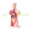 Human Body Model 15-Part 28cm Human Torso Anatomy Model with Removable Organs Teaching Aid 