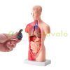 Human Body Model 15-Part 28cm Human Torso Anatomy Model with Removable Organs Teaching Aid 