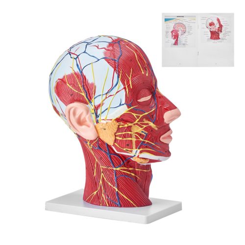 Head Vascular Model Human Anatomy Brain Model Anatomical Skeleton Semi Disassembled Model Educational Model