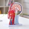 Head Vascular Model Human Anatomy Brain Model Anatomical Skeleton Semi Disassembled Model Educational Model