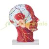 Head Vascular Model Human Anatomy Brain Model Anatomical Skeleton Semi Disassembled Model Educational Model