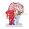 Head Vascular Model Human Anatomy Brain Model Anatomical Skeleton Semi Disassembled Model Educational Model