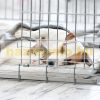 Carrier Cage "M" Padded Dog Pet Portable Foldable Mobile Dog Cage Dog Carrier Box for Home or Travel