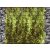 Táblás kerítésbe fűzhető Bambusz kövek között kép 250x180 cm 19 cm-es szalagból