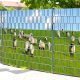 Board fence sheep in the field picture 250x180 cm made of 19 cm tape plastic privacy windbreak