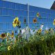 Sunflower picture 250x180 cm made of 19 cm tape that can be attached to a board fence, plastic anti-view windbreak