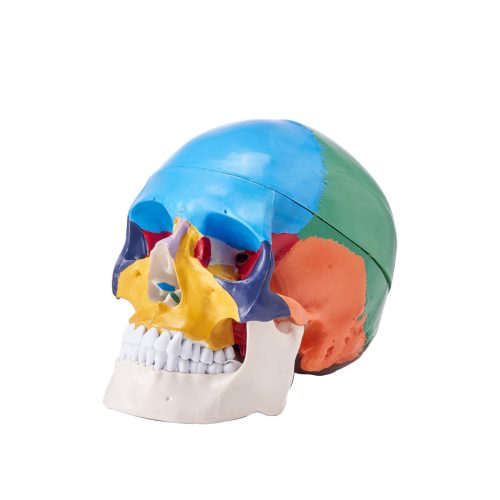 Human Skull Model 3 Part Human Skull Anatomy Mannequin Life Size Painted PVC Skull Learning Tool