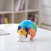 Human Skull Model 3 Part Human Skull Anatomy Mannequin Life Size Painted PVC Skull Learning Tool