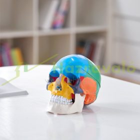   Emberi koponya modell, 3 részes emberi koponya anatómia bábu, életnagyságú festett PVC koponya tanulási eszköz