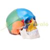 Human Skull Model 3 Part Human Skull Anatomy Mannequin Life Size Painted PVC Skull Learning Tool