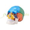 Human Skull Model 3 Part Human Skull Anatomy Mannequin Life Size Painted PVC Skull Learning Tool