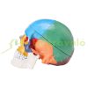 Human Skull Model 3 Part Human Skull Anatomy Mannequin Life Size Painted PVC Skull Learning Tool