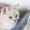 Wall-mounted cat bed wall-mounted cat bed 41x28x21 cm shelf with plush pillow white-grey