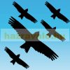 Set of 5 bird deterrent stickers