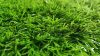 Spring artificial grass with 25 mm fibers 4x25 meter roll 3 shades of green brilliant color tender effect easy laying and installation high quality product 
