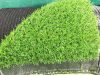 Economic spring artificial grass with 20 mm fibers 2x25 meter roll brilliant light green shade tender effect easy laying and installation
