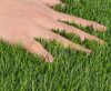 Economical artificial grass with 20 mm fibers can be used as a wall panel 2x25 meter roll 3 shades of green brilliant color easy installation min. 5000m2