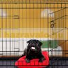 M dog cat rabbit pet carrier cage portable mobile