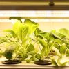 30W plant lighting fluorescent lamp 3 pieces 60 cm long with sunlight effect, plant growing lamp IP44 can be connected in series