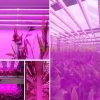 30W plant lighting fluorescent lamp 3 pieces 60 cm long, plant growing lamp soba connectable type with power cable