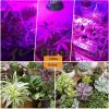 2 db 100W E27 Üvegház világítás Növénylámpa növény nevelő LED 200W E27 foglalattal