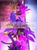45W E27 Greenhouse lighting Plant lamp for growing plants with LED E27 socket