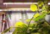 80W plant lighting fluorescent lamp 4 pieces 52 cm long, plant growing lamp with adapter.
